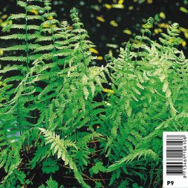 Thelypteris palustris - Fougére des marais 3,30 €
