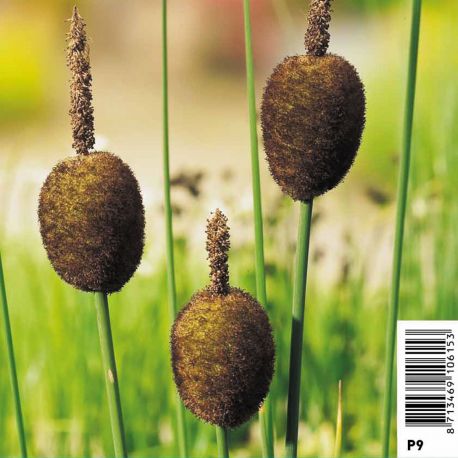 Typha minima massette - Petite massette Plantes de bassin T 3,50 €