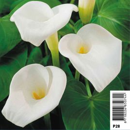 Zantedeschia aethiopica rose