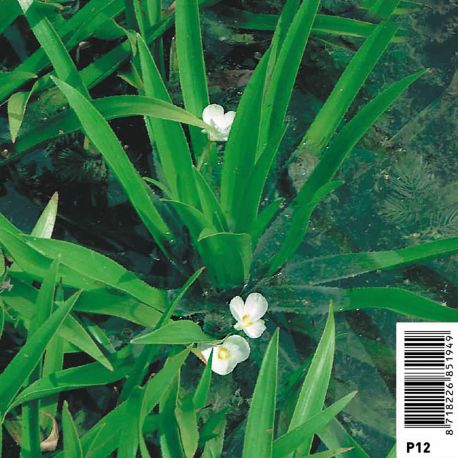 Stratiotes aloides - Aloès d'eau 2,90 €