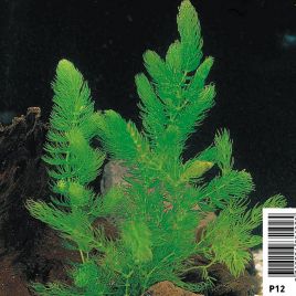 Ceratophyllum demersum 