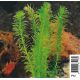 Elodea Densa 3,50 €