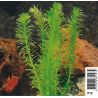 Elodea Densa
