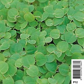 Phyllanthus Fusstans - Phyllanthus fluitans 2,30 €