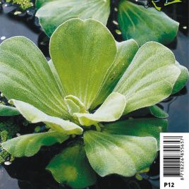 Pistia stratiotes - Laitue d'eau