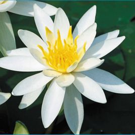 Nymphaea 'Odorata Alba'