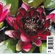 Nymphaea Black princess  14,95 €