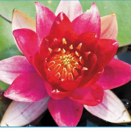 Nymphaea 'burgundy princess'