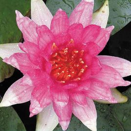 Nymphaea Red Spider 17,50 €
