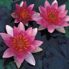 Nymphaea pygmea Rubra 17,50 €