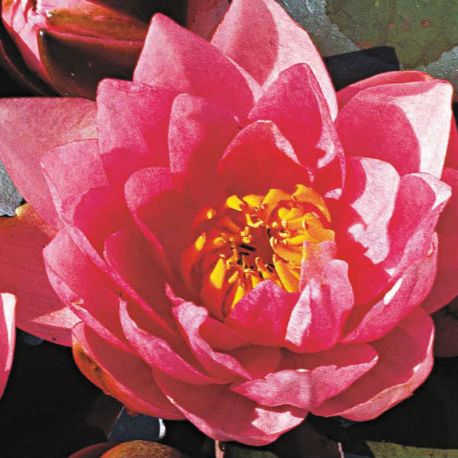 Nymphaea James Brydon Nénuphars-Lotus 22,90 €