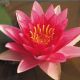 Nymphaea Charles de Meurvilles 16,95 €