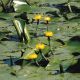 Nymphaea lutea - Jaunet d'eau 15,00 €