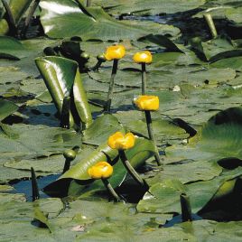 Nymphaea lutea - Jaunet d'eau