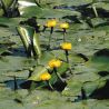 Nymphaea lutea - Jaunet d'eau