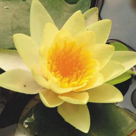 Nymphaea yellow sensation 22,90 €