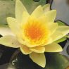 Nymphaea yellow sensation