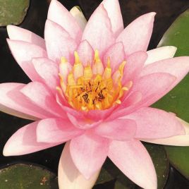 Nymphaea marliacea Carnea 15,00 €