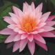 Nymphaea Mayla 15,00 €