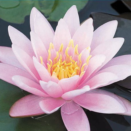 Nymphaea Venusta 15,00 €