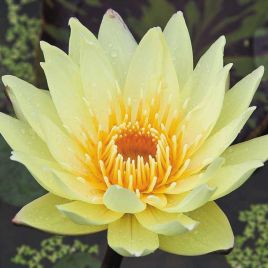 Nymphaea Yellow Supan 15,00 €