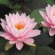 Nymphaea Peter Slocum pot 3 litres 21,00 €