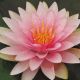 Nymphaea Madame Wilfron Gonnere Nénuphars-Lotus 21,00 €