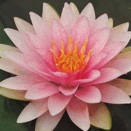 Nymphaea Madame Wilfron Gonnere Nénuphars-Lotus 21,00 €