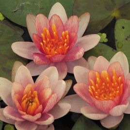 Nymphaea Phoebus  17,50 €