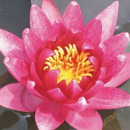 Nymphaea Rubra Punctata  17,50 €