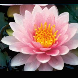 Nymphaea 'Hollandia' 17,50 €