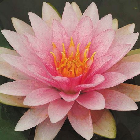 Nymphaea Madame Wilfron Gonnere