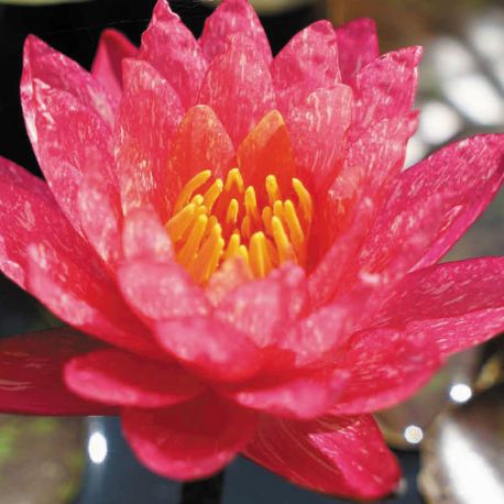 Nymphaea Wanvisa 17,50 €