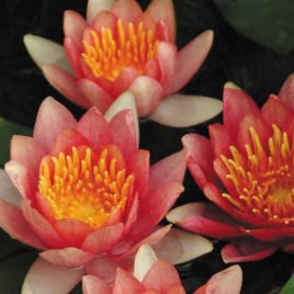 Nymphaea Comanche  21,00 €