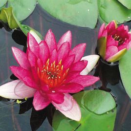 Nymphaea Ellisiana pot 3 litres 21,50 €