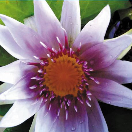 Nymphaea Colorata 21,00 €