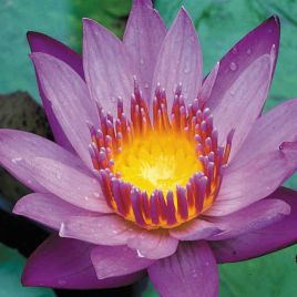 Nymphaea 'King of the Blues' 22,90 €