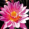 Nymphaea Praow Pink 