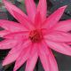 Nymphaea Thai Red (nachtbloei)