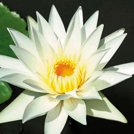 Nymphaea white monkol 15,50 €