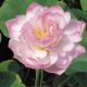 Nelumbo pink 15,50 €