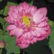 Nelumbo red 15,50 €