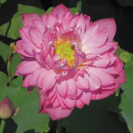 Nelumbo red 15,50 €