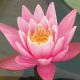 Nymphaea 'Rose Arey' 17,50 €