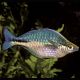 Melanotaenia Lacustris 6-8 cm 