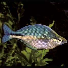 Melanotaenia Lacustris 6-8 cm 