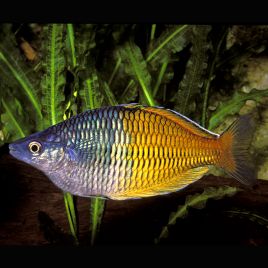 Melanotaenia Boesemani 6-8cm     lot de 2       