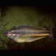 Melanotaenia Trifasciata "Rivière Blyth" 4-5cm