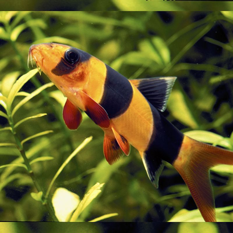 Poisson Mangeur D Escargot Aquarium Eau Douce