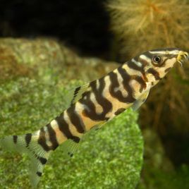 Botia Lohachata - mangeurs d'escargots 4-6cm     